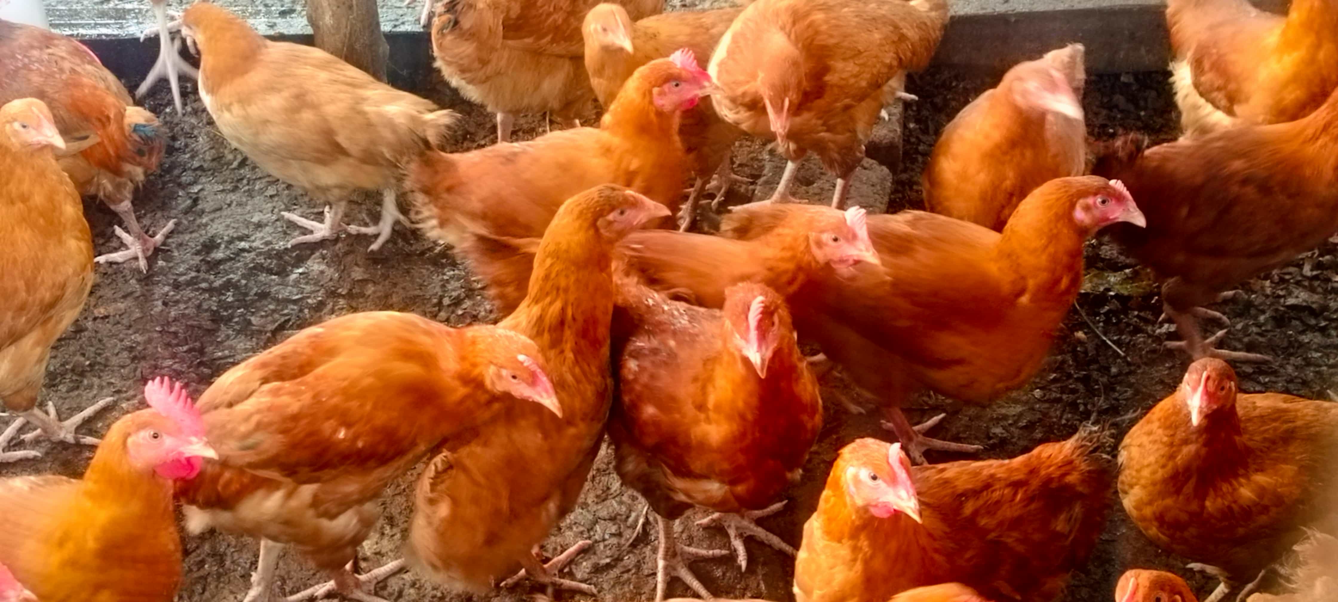 Child receiving nutritious meal